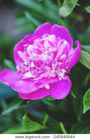 Pink Peony Flowers In The Garden Close Up