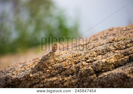 The South Indian Rock Agama Lizard Seen Camouflaged On The Rock In Its Natural Habitat With A Nice S