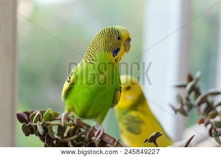 Budgerigar Sits On A Branch. The Parrot Is Brightly Green-colored. Bird Parrot Is A Pet. Beautiful, 