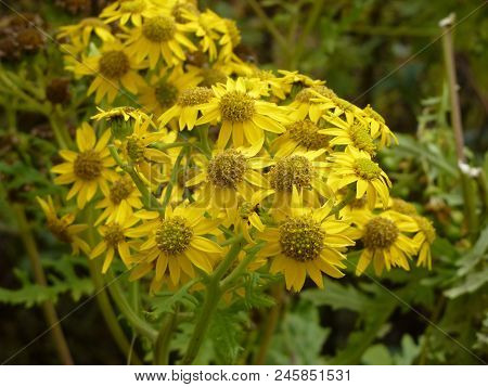 Yellow Aster Flowers In Namche Bazaar, Everest Base Camp Trek, Nepal