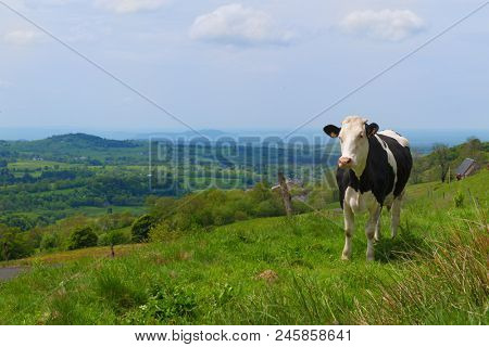 Typical cows in French Auvergne