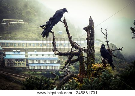Crows Over A Tree In A Foggy Day, Namche Bazaar, Everest Base Camp Trek, Nepal