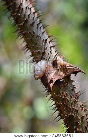 Small Snail On Spiney Vine In El Eden, Puerto Vallarta Jungle Pathway In Macro, Detailed View In Mex