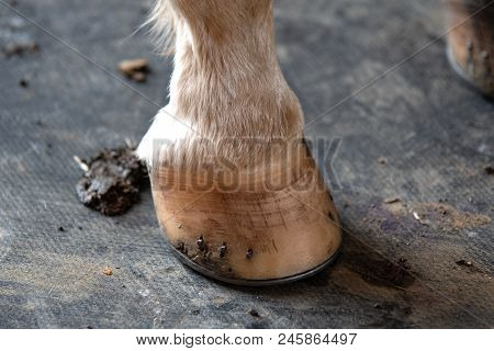 Shod Horse's Hoof Close-up