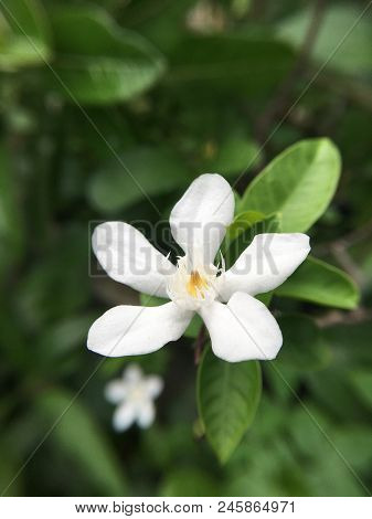 White Wrightia Antidysenterica Flower In Nature Garden