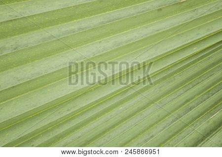 Close Up Fresh Green Palm Leaves Texture For Background