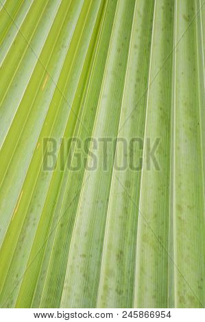 Close Up Fresh Green Palm Leaves Texture For Background
