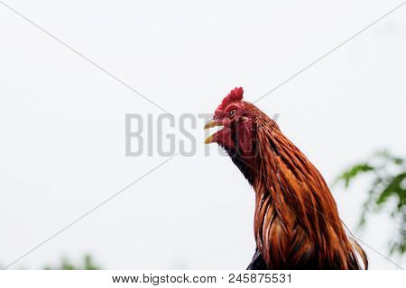Gamecock Of Head In The Countryside At Sky.