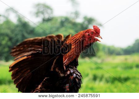 Gamecock Of Wings In The Countryside At Sky.