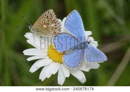Adonis Blue Butterfly - Lysandra Bellargus 
Pair On Oxeye Daisy - Leucanthemum Vulgare