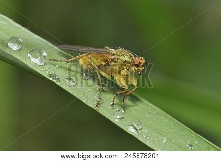 Yellow Dung-fly - Scathophaga Stercoraria 
On Wet Grass