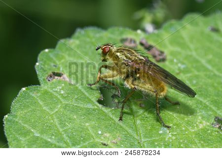 Yellow Dung-fly - Scathophaga Stercoraria 
Furry Yellow Fly