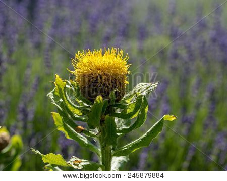 Blooming Yellow Star-thistle Flowers On Lavender Field Background