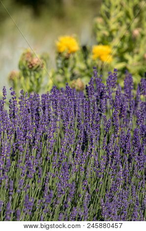 The Flourishing Lavender And Yellow Star-thistle Flowers