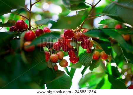 Ripe Red Delicious Useful Cherry On A Tree In The Summer. Useful Dietary Fruits With Vitamins For He
