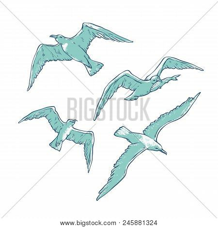 Vector Set Flying Seagulls. Bird Gull Angler Monochrome Outline Sketch Illustration Isolated On Whit
