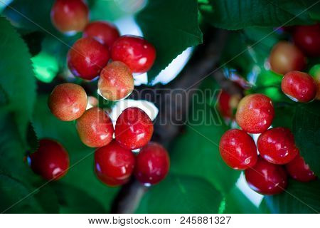 Ripe Red Delicious Useful Cherry On A Tree In The Summer. Useful Dietary Fruits With Vitamins For He