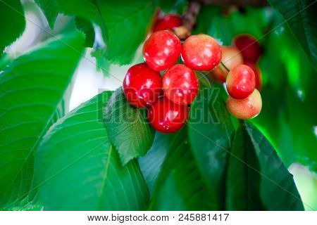 Ripe Red Delicious Useful Cherry On A Tree In The Summer. Useful Dietary Fruits With Vitamins For He