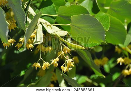 Fresh Tilia Flowers In Spring. Tilia Tree In Full Bloom