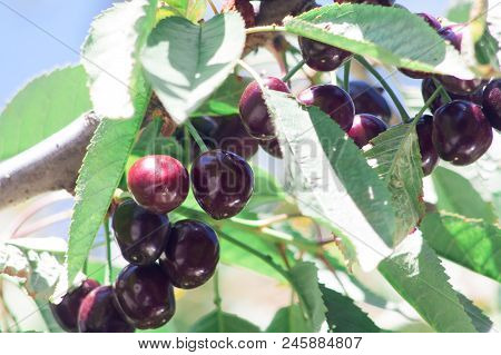 Ripe Red Delicious Useful Cherry On A Tree In The Summer. Useful Dietary Fruits With Vitamins For He