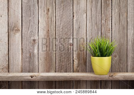 Plant in flowerpot on shelf against rustic wooden wall. View with copy space