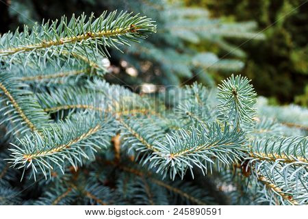 Fir Branches Blue Spruce In Garden Close Up.