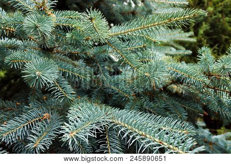 Beautiful Blue Spruce Branches With Needles Close-up.