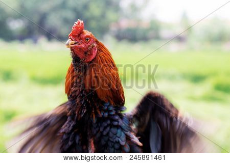 Chicken Is Spreading Its Wings With Beautiful Colors In The Field.