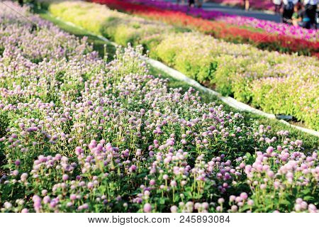 Flower Plot In The Garden With Sunlight.