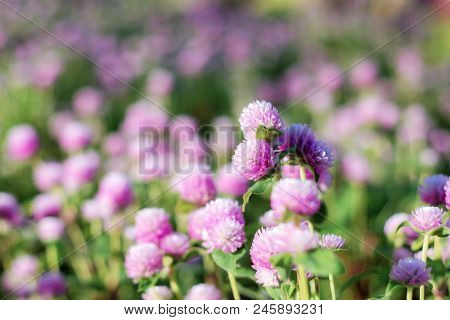 Purple Of Head Flower With The Beautiful.