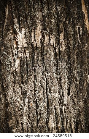Background Of Bark Of Old Wood Texture