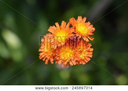 Orange Hawkweed Flowers Close Up - Latin Name - Hieracium Aurantiacum Rotgold Hybrids