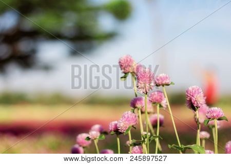 Pink Flower In The Garden With Sunlight.