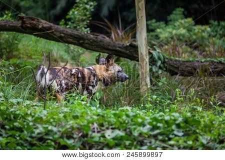 African Painted Wild Dog Standing In The Grass