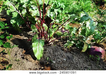 The Leafy Tops Of Root Vegetables Betroot And Turnips In A Vegetable Garden