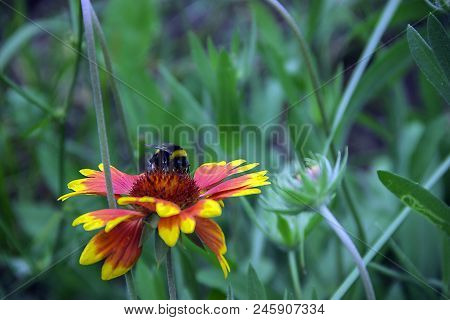 Pictured In The Photo Bumblebee On An Orange Flower