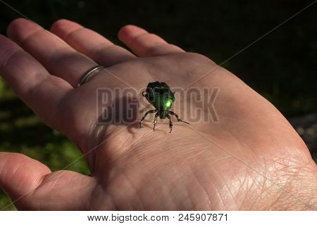 Cetonia Aurata - Rose Chafer Or The Green Rose Chafer - Beetle On A Palm