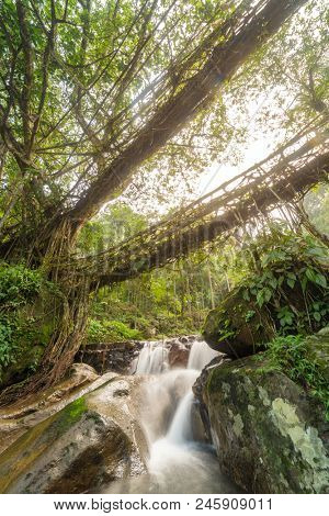 Famous Double Decker living roots bridge near Nongriat village, Cherrapunjee, Meghalaya, India. This bridge is formed by training tree roots over years to knit together.