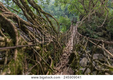Living roots bridge near Nongriat village, Cherrapunjee, Meghalaya, India. This bridge is formed by training tree roots over years to knit together.