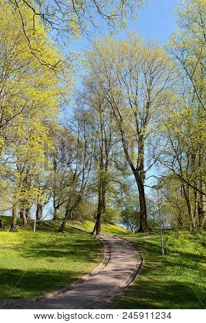 Paved Path Leads Uphill Through Trees