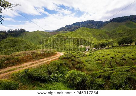 Beautiful Landscape Taken On Bharat Tea Plantation In Cameron Highlands Mountains In National Park I