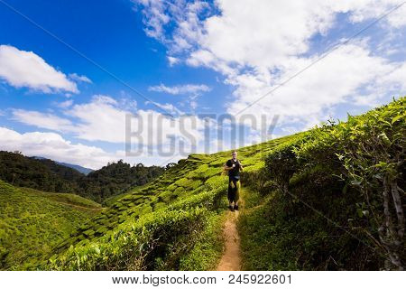 Cameron Highlands Bharat Tea Plantation