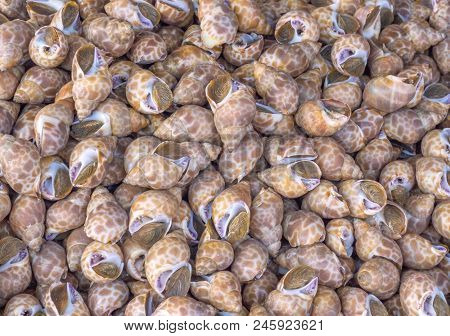 Fresh Spotted Babylon. Raw Spotted Babylon. Sea Food. Spotted Babylon At Sea Market. Sea Food Preser