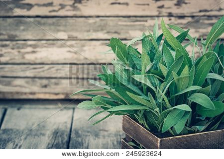 Salvia Officinalis. Sage Leaves On Old Wooden Table. Garden Sage. Rustic Wooden Box And Handmade Lac