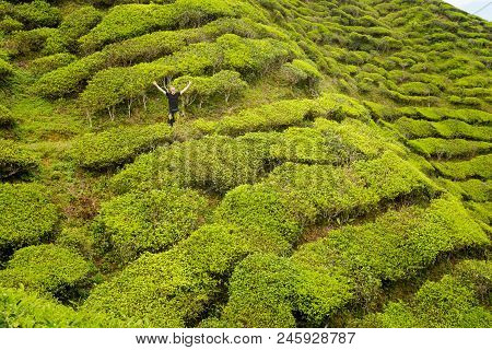 Cameron Highlands Bharat Tea Plantation