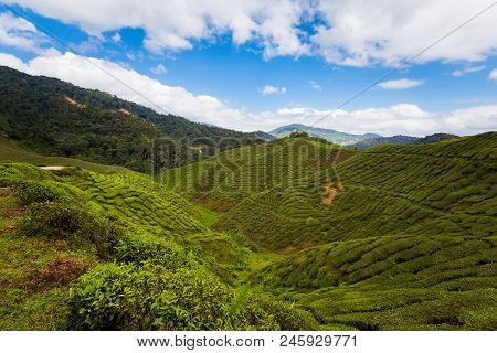 Cameron Highlands Bharat Tea Plantation