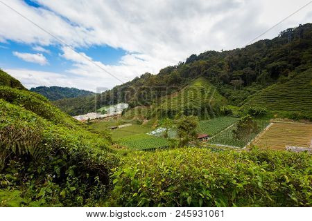 Cameron Highlands Bharat Tea Plantation