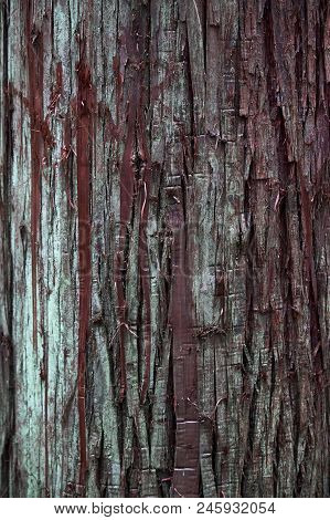 The Texture Of A Rough Red Gray Bark Tree Cryptomeria Japonica