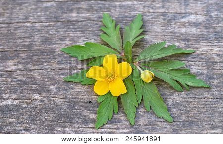 Yellow Flowers Buttercups On A Wooden Background