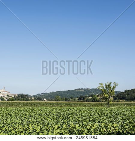 Tobbaco Plantation On The Background Of The Small City Of Monterchi In Eastern Tuscany. Italy Is The